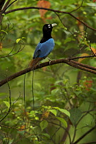 Blue Bird of Paradise (Paradisaea rudolphi) male perched in the vicinity of the Tari Valley, Southern Highlands Province, Papua New Guinea.