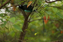 Blue Bird of Paradise (Paradisaea rudolphi) male in rainforest canopy in the vicinity of the Tari Valley, Southern Highlands Province, Papua New Guinea.