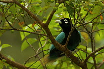 Blue Bird of Paradise (Paradisaea rudolphi) male in rainforest canopy in the vicinity of the Tari Valley, Southern Highlands Province, Papua New Guinea.