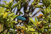 Blue Bird of Paradise (Paradisaea rudolphi) female foraging for fruit in the rainforest canopy in the vicinity of the Tari Valley, Southern Highlands Province, Papua New Guinea.