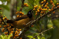 Lawes' Parotia Bird of Paradise (Parotia lawesii) female foraging for fruit in rainforest canopy in the vicinity of the Tari Valley. Southern Highlands Province, Papua New Guinea.