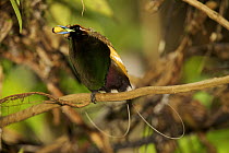Magnificent Bird of Paradise (Cicinnurus magnificus) male perched with fruit on calling perch near his display court, Huon Peninsula, YUS Conservation Area, Morobe Province, Papua New Guinea. Near-thr...