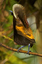 Magnificent Bird of Paradise (Cicinnurus magnificus) male erecting his cape in display on calling perch near his display court, Huon Peninsula, YUS Conservation Area, Morobe Province, Papua New Guinea...