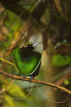 Magnificent Bird of Paradise (Cicinnurus magnificus) male on calling perch near his display court, Huon Peninsula, YUS Conservation Area, Morobe Province, Papua New Guinea. Near-threatened