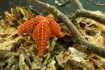 Cushion sea star {Oreaster reticulatus} amongst the submerged roots of Red mangrove trees {Rhizophora mangle} Belize Cays, Tunicate Cove, Belize.