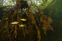 Snappers {Lutjanidae} amongst the roots of Red Mangrove trees {Rhizophora mangle} in the Belize Cays, Tunicate Cove, Belize.