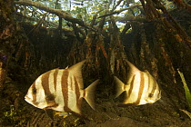 Atlantic spadefish {Chaetodipterus faber} amongst the roots of Red Mangrove trees {Rhizophora mangle} in the Belize Cays, Suna Tunicate Cove, Belize.