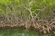 Red Mangrove (Rhizophora mangle) trees with roots exposed, Peter Douglas Cay, Belize.