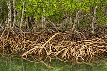 Red Mangrove (Rhizophora mangle) trees with roots exposed, Peter Douglas Cay, Belize.
