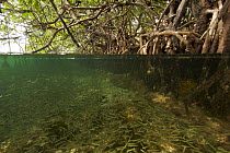 Split level of Silversides fish {Atherinidae} schooling among roots of Red Mangrove {Rhizophora mangle} The mangroves provide important shelter from predators for these fish. Wee Wee Cay, Belize.