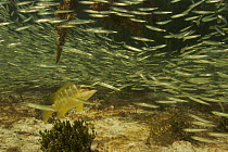 Silversides fish {Atherinidae} schooling among roots of Red Mangrove {Rhizophora mangle}. The mangroves provide important shelter from predators for these fish. Wee Wee Cay, Belize.