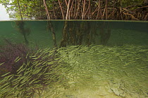 Split level of Silversides fish {Atherinidae} schooling among roots of Red Mangrove {Rhizophora mangle}. The mangroves provide important shelter from predators for these fish. Wee Wee Cay, Belize.