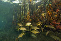 Snappers {Lutjanidae}, sponges, tunicates and other invertebrates amongst the roots of Red Mangrove trees {Rhizophora mangle} in the Belize Cays, Tunicate Cove, Belize.
