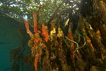 Snapper fish {Lutjanidae}, sponges, tunicates and other invertebrates amongst the roots of Red Mangrove trees {Rhizophora mangle} in the Belize Cays, Tunicate Cove, Belize.