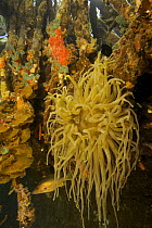 Giant anemone {Condylactis gigantea}, Snapper fish {Lutjanidae}, sponges, tunicates and other invertebrates amongst the roots of Red Mangrove trees {Rhizophora mangle} in the Belize Cays, Tunicate Cov...
