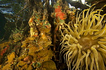 Giant anemone {Condylactis gigantea}, sponges, tunicates and other invertebrate life growing on the roots of Red Mangrove trees {Rhizophora mangle} in the Belize Cays, Tunicate Cove, Belize.