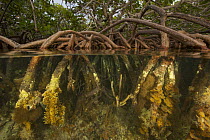 Split level of roots of Red mangrove {Rhizophora mangle} supporting rich invertebrate life in the Belize Cays, Tunicate Cove, Belize.