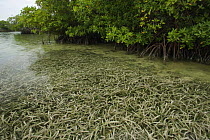 Seagrass habitat adjoining Red Mangroves at the edge of a small mangrove island, Belize Cays, Belize.