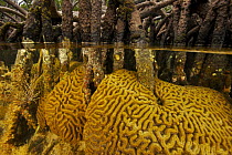 Split level of Brain coral growing around the underwater portions of Red mangrove roots {Rhizophora mangle} on offshore mangrove island, Tunicate Cove, Belize.