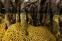 Split level of Brain coral growing around the underwater portions of Red mangrove roots {Rhizophora mangle} on offshore mangrove island, Tunicate Cove, Belize.