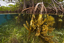 Rich invertebrate life including corals, tunicates and sponges, cover the underwater portions of Red mangrove roots {Rhizophora mangle} on offshore mangrove island, Tunicate Cove, Belize.