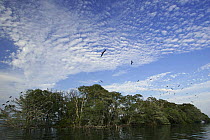 Magnificent frigate birds {Fregata magnificens} nesting rookery on protected mangrove island, Man-of-war Cay, Belize, May 2005