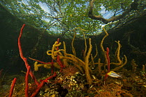 Rich invertebrate life including corals, tunicates and sponges, cover the underwater portions of Red mangrove roots {Rhizophora mangle} on offshore mangrove island, Tunicate Cove, Belize.