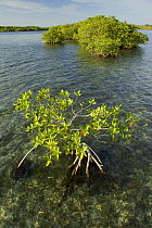 Small mangrove islet and an individual Red mangrove tree {Rhizophora mangle} getting established in the shallows of mangrove lagoon, Tunicate Cove, Belize.