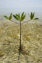 Individual Red mangrove tree {Rhizophora mangle} getting established in the shallows of mangrove lagoon, Tunicate Cove, Belize.