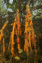 Rich marine life including tunicates, sponges and fish cover the underwater portions of Red mangrove roots {Rhizophora mangle} on offshore mangrove island, Tunicate Cove, Belize.