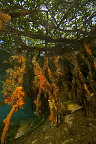 Rich marine life including tunicates, sponges and fish cover the underwater portions of Red mangrove roots {Rhizophora mangle} on offshore mangrove island, Tunicate Cove, Belize.