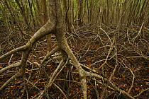 Interior views of tall mangrove forest at the mouth of the Sittee River. Red mangrove {Rhizophora mangle} is the dominant tree, but other species are also present, Tunicate Cove, Belize.
