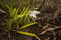 A wild orchid {Orchidaeceae} growing as an epiphyte on Mangrove tree, Peter Douglas Cay, Belize.