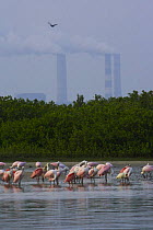 A flock of adult and juvenile Roseate Spoonbill (Platalea ajaja) rest, preen and feed on the shore of a mangrove island with chimneys of a large electric power plant in the background, Alafia Bank Bir...