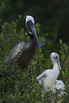 Brown pelican (Pelecanus occidentalis) chicks and adult at nest in mangrove island rookery. Alafia Banks Bird Sanctuary, Sunken Island, Tampa Bay, Florida, USA.