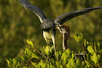 Tricoloured heron (Egretta tricolor) bringing food to its chick in nest on Mangrove island, Alafia Banks Bird Sanctuary, Sunken Island, Tampa Bay, Florida, USA.