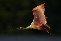 Roseate spoonbill (Platalea ajaja) in flight. Alafia Bank Bird Sanctuary, Sunken Island, Tampa Bay, Florida, USA.