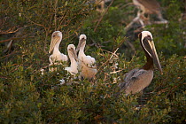 Brown pelican {Pelecanus occidentalis} chicks and adult at their nest on a mangrove island rookery, Alafia Bank Bird Sanctuary, Sunken Island, Tampa Bay, Florida, USA.