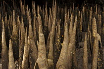 Spike-like breathing roots (pneumatophores) of Sonneratia mangroves {Sonneratia alba} Kostrae Island, Micronesia.