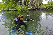Photographer Tim Laman prepares to dive in mangrove forest, Kostrae Island, Federated States of Micronesia. Model released, June 2005