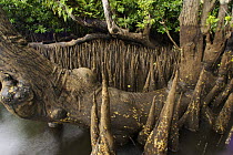 Spike-like breathing roots (pneumatophores) of Sonneratia mangroves {Sonneratia alba} Kostrae Island, Micronesia.