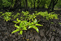 Seedlings of Red Mangrove {Rhizophora mangle} growing in a opening in the mangrove forest among the roots of other mangrove trees exposed at low tide. Kostrae Island, Federated States of Micronesia.