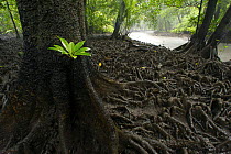 A single seedling of Red Mangrove {Rhizophora mangle} with bright green leaves grows next to the trunk and matted roots of a Bruguiera mangrove tree {Bruguiera gymnorrhiza} at low tide along a mangrov...