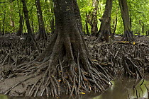 Low tide reveals roots of (Bruguiera gymnorrhiza) mangroves. Kostrae Island, Federated States of Micronesia.