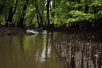Field Assistant Zafer Kizilkaya paddles a kayak through a channel in the mangrove forest. Kostrae Island, Federated States of Micronesia. Model released, June 2005