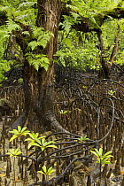 Arched roots of Red mangrove (Rhizophora mangle) cross over the spiked roots of a Mangrove apple tree (Sonneratia alba) which supports ferns and other epiphytes. Kostrae Island, Federated States of Mi...