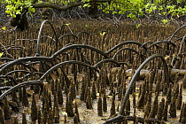 Arched roots of Red mangrove (Rhizophora mangle) cross over the spiked roots of a Mangrove apple tree (Sonneratia alba) Kostrae Island, Federated States of Micronesia.