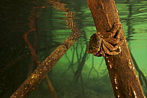Underwater view of Mangrove crab on Red Mangrove root {Rhizophora mangle} just below the water line. Kostrae Island, Federated States of Micronesia.