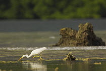 Eastern reef heron / Pacific reef egret hunts on the tidal flats outside the mangroves. Kostrae Island, Federated States of Micronesia.