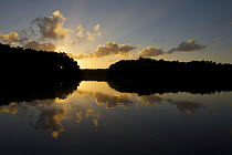 Sunrise in the Caroni Swamp. Caroni Bird Sanctuary, Trinidad, Trinidad and Tobago. February 2006